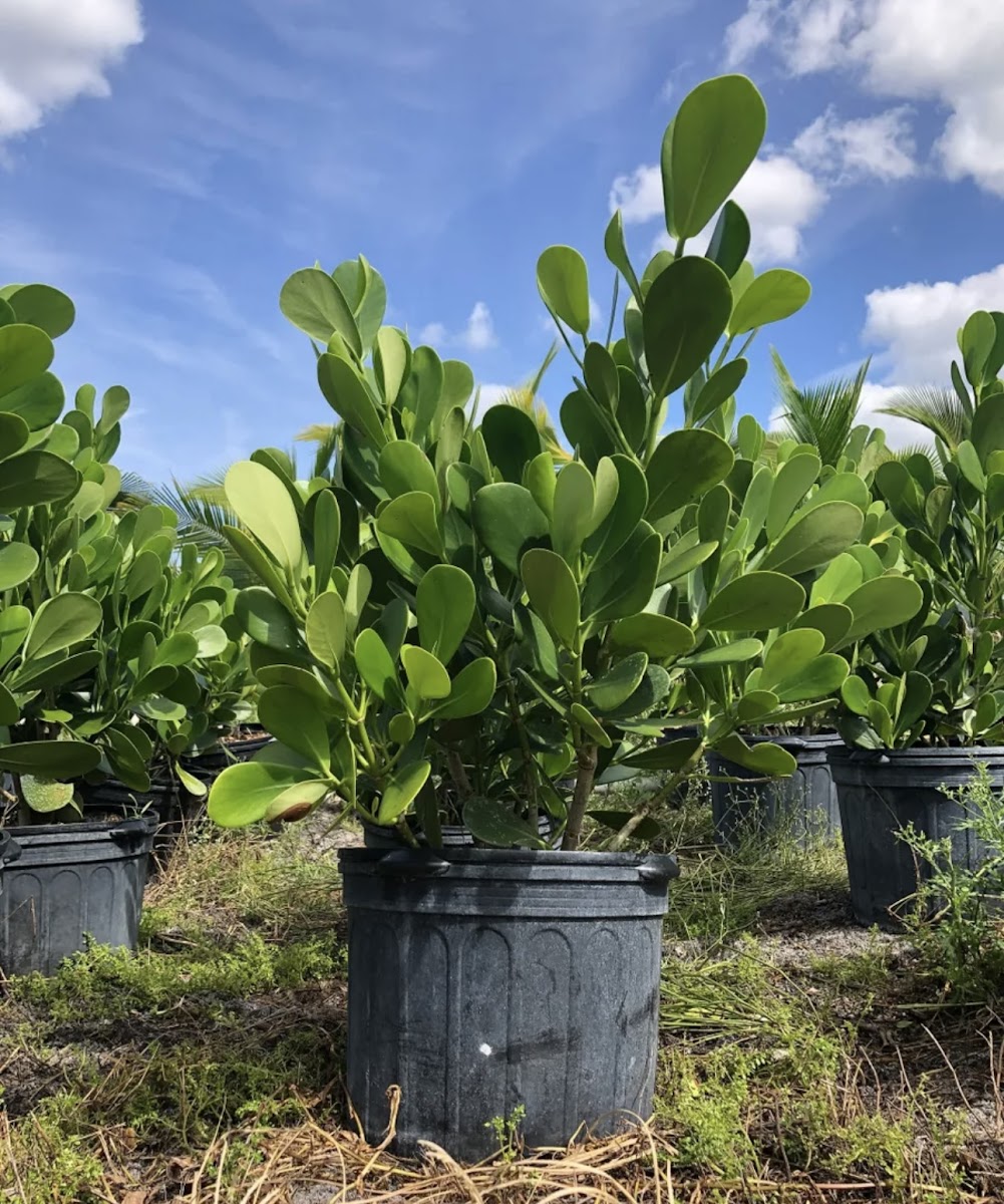 Potted clusia plants ready to deliver