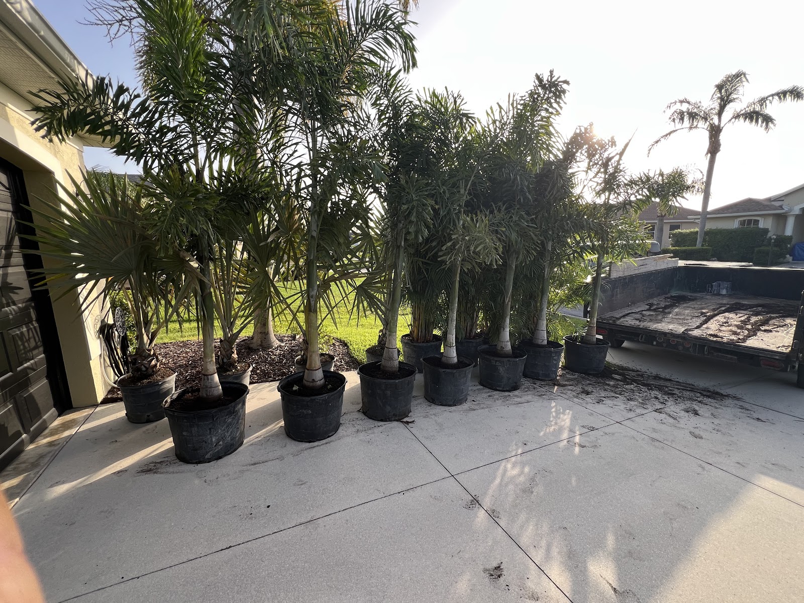Row of potted palm trees